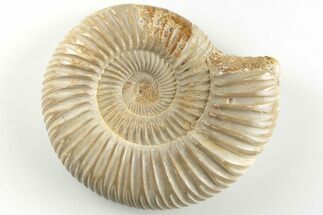 2.45" Polished Jurassic Ammonite (Perisphinctes) - Madagascar - Fossil #203865