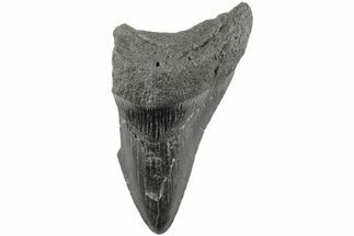 4.07" Partial, Fossil Megalodon Tooth  - Fossil #194023