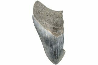 Partial, Fossil Megalodon Tooth #194044