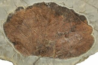 2.55" Fossil Leaf (Zizyphoides) - Montana - Fossil #204011