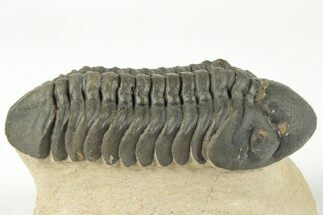 2.85" Detailed Reedops Trilobite - Nice Eye Preservation - Fossil #204081