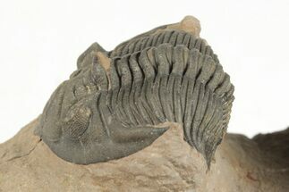 1.2" Metacanthina Trilobite - Lghaft, Morocco - Fossil #204221