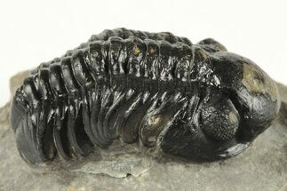 1.4" Detailed Reedops Trilobite - Atchana, Morocco - Fossil #204116