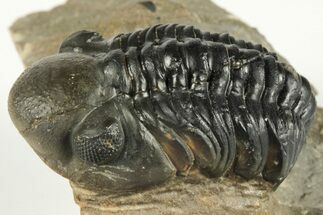 1.4" Detailed Reedops Trilobite - Atchana, Morocco - Fossil #204122