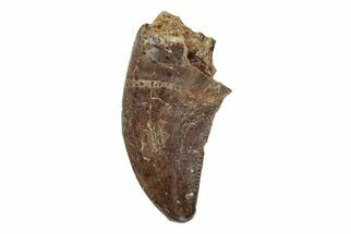 Serrated, .58" Theropod Dinosaur Tooth - Hell Creek Formation - Fossil #204210