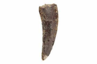 Serrated Theropod (Raptor) Tooth - Hell Creek Formation #204218