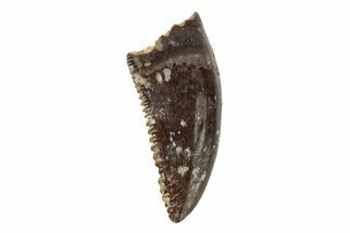 Serrated, Troodontid Premaxillary (Pectinodon) Tooth - Montana #204225
