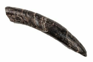 3.5" Fossil Pygmy Sperm Whale (Kogiopsis) Tooth - South Carolina - Fossil #204273