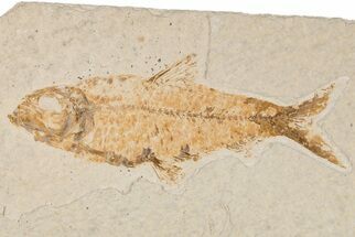 4.7" Detailed Fossil Fish (Knightia) - Wyoming - Fossil #204481