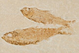 Two Detailed Fossil Fish (Knightia) - Wyoming - Fossil #204498