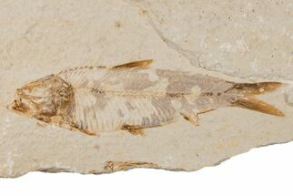 3.5" Detailed Fossil Fish (Knightia) - Wyoming - Fossil #204508
