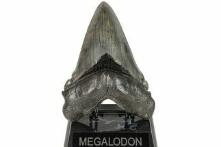 Serrated, Fossil Megalodon Tooth - Massive SC Meg! #204581