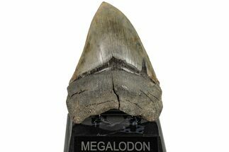 Huge, Fossil Megalodon Tooth - Sharp Serrations #204583
