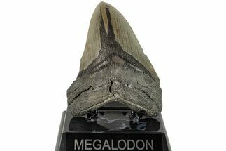 5.02" Fossil Megalodon Tooth - South Carolina - Fossil #204592