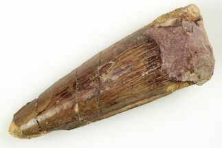 1.5" Real Spinosaurus Tooth - Real Dinosaur Tooth - Fossil #204436