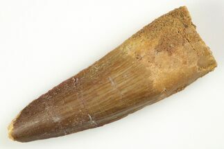 1.8" Real Spinosaurus Tooth - Real Dinosaur Tooth - Fossil #204455