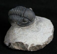 Small Gerastos Trilobite From Morocco #2132