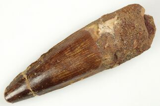 2.41" Real Spinosaurus Tooth - Real Dinosaur Tooth - Fossil #204473