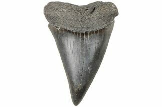 2.4" Fossil Broad-Toothed "Mako" Tooth - South Carolina - Fossil #204766