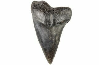 1.96" Fossil Broad-Toothed "Mako" Tooth - South Carolina - Fossil #204772