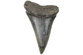 2.18" Fossil Broad-Toothed "Mako" Tooth - South Carolina - Fossil #204773