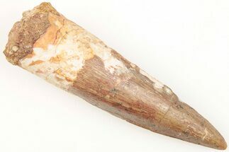 2.5" Real Spinosaurus Tooth - Real Dinosaur Tooth - Fossil #204514