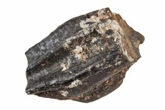.42" Fossil Hadrosaur (Duck-Billed Dinosaur)  Tooth - Montana - Fossil #204630