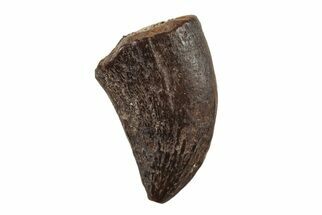 Theropod Tooth - Judith River Formation #204655