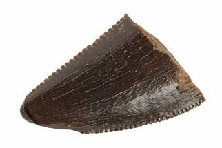 Serrated, Tyrannosaur Tooth Tip - Judith River Formation #204658