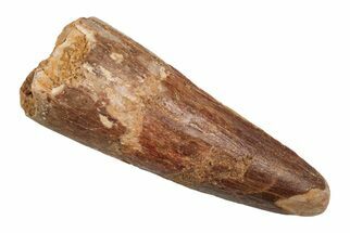 1.27" Baby Spinosaurus Tooth - Real Dinosaur Tooth - Fossil #204370