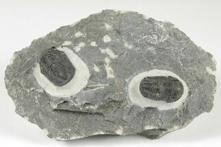 Two 3D Gerastos Trilobites - Mrakib, Morocco - Fossil #204431
