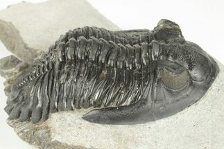 2.2" Detailed Hollardops Trilobite - Excellent Eye Preservation. - Fossil #204493