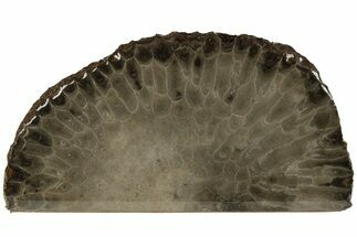 Free-Standing, Petoskey Stone (Fossil Coral) Section - Michigan #204785