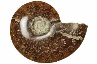 Polished Ammonite (Cleoniceras) Fossil - Madagascar #205087