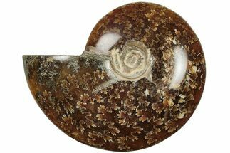 3.4" Polished Ammonite (Cleoniceras) Fossil - Madagascar - Fossil #205096
