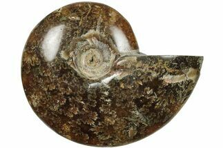 3.4" Polished Ammonite (Cleoniceras) Fossil - Madagascar - Fossil #205098