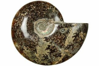 5.75" Polished Ammonite (Cleoniceras) Fossil - Madagascar - Fossil #205127