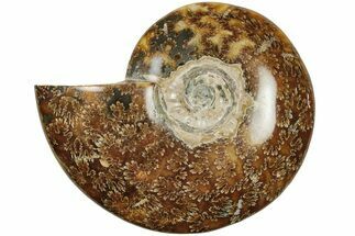 6" Polished Ammonite (Cleoniceras) Fossil - Madagascar - Fossil #205129