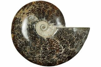7.3" Polished Ammonite (Cleoniceras) Fossil - Madagascar - Fossil #205137