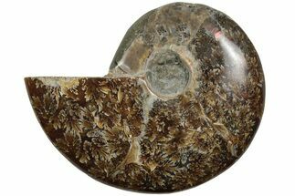 4.3" Polished Ammonite (Cleoniceras) Fossil - Madagascar - Fossil #205108