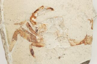 1" Miocene Pea Crab (Pinnixa) Fossil - California - Fossil #205078