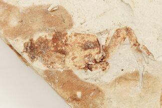 Partial, .97" Miocene Pea Crab (Pinnixa) Fossil - California - Fossil #205079