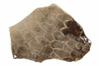 2.6" Polished Petoskey Stone (Fossil Coral) Slab - Michigan - Fossil #204802