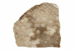2.4" Polished Petoskey Stone (Fossil Coral) Slab - Michigan - Fossil #204803
