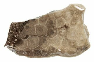 3" Polished Petoskey Stone (Fossil Coral) Slab - Michigan - Fossil #204818