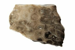 Polished Petoskey Stone (Fossil Coral) Slab - Michigan #204835