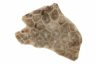 Polished Petoskey Stone (Fossil Coral) Slab - Michigan #204847