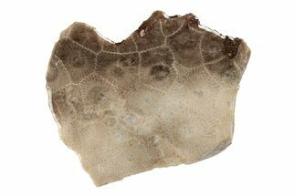 Polished Petoskey Stone (Fossil Coral) Slab - Michigan #204851