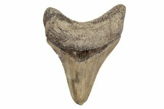 Serrated, Juvenile Megalodon Tooth - South Carolina #204730