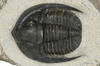 Proetid (Diademaproetus) Trilobite - Morocco #204299